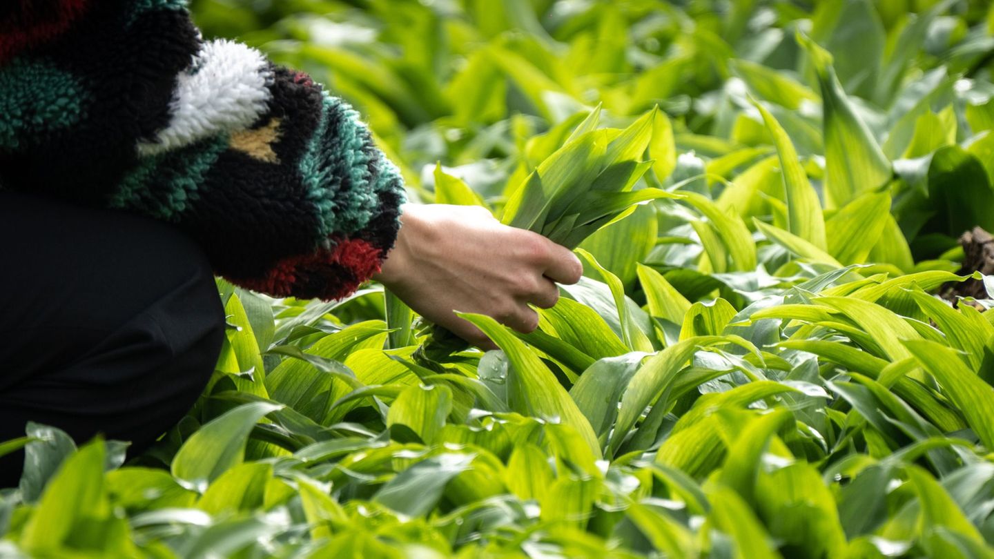 Die Bärlauch-Blätter können leicht mit giftigen Doppelgängern verwechselt werden. (Archivbild) Foto: Frank Rumpenhorst/dpa/dpa-t