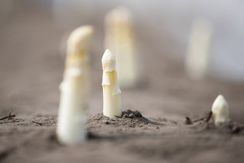 Die ersten Spargelstangen könnten bald aus dem Boden kommen. (Archivbild) Foto: Friso Gentsch/dpa