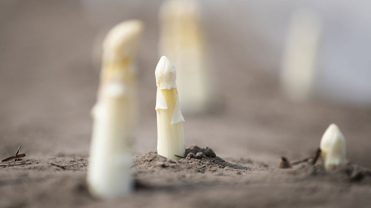 Die ersten Spargelstangen könnten bald aus dem Boden kommen. (Archivbild) Foto: Friso Gentsch/dpa