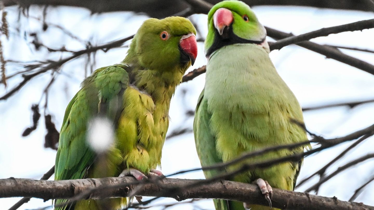 Die beiden Sittiche könnten sich aus Sicht einer Forscherin in Berlin ausbreiten. (Archivbild) Foto: Jens Kalaene/dpa
