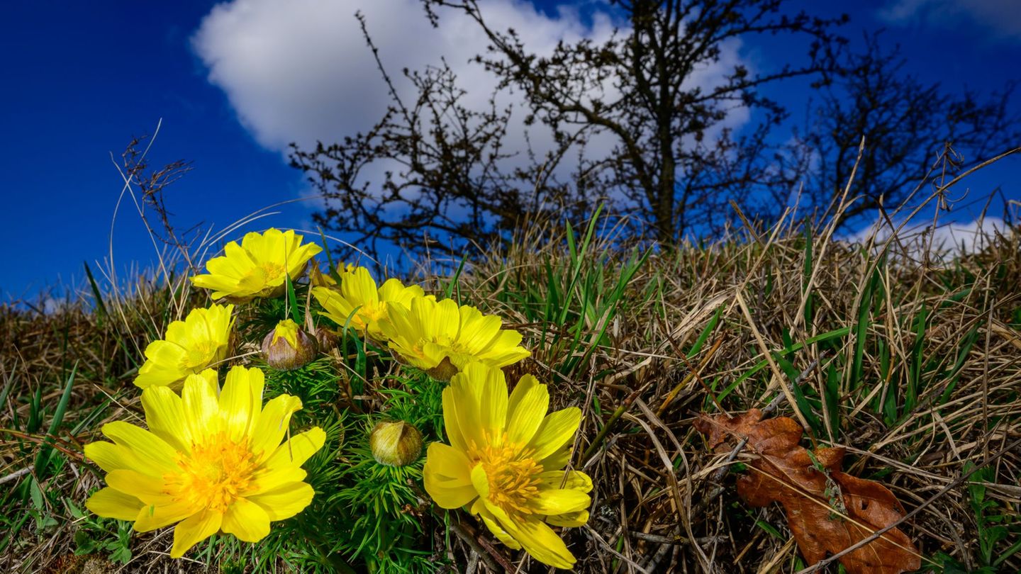 In Berlin und Brandenburg sorgt ein Hochdruckeinfluss für mildere Nächte. (Symbolbild) Foto: Patrick Pleul/dpa