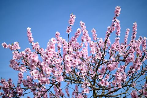 Der Frühling zeigt sich in den kommenden Tagen von seiner besten Seite. (Symbolbild) Foto: Uwe Anspach/dpa