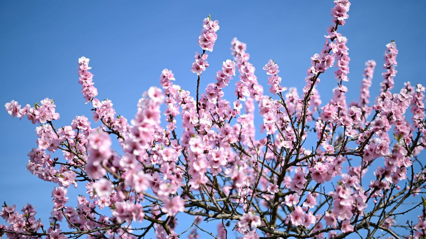 Der Frühling zeigt sich in den kommenden Tagen von seiner besten Seite. (Symbolbild) Foto: Uwe Anspach/dpa