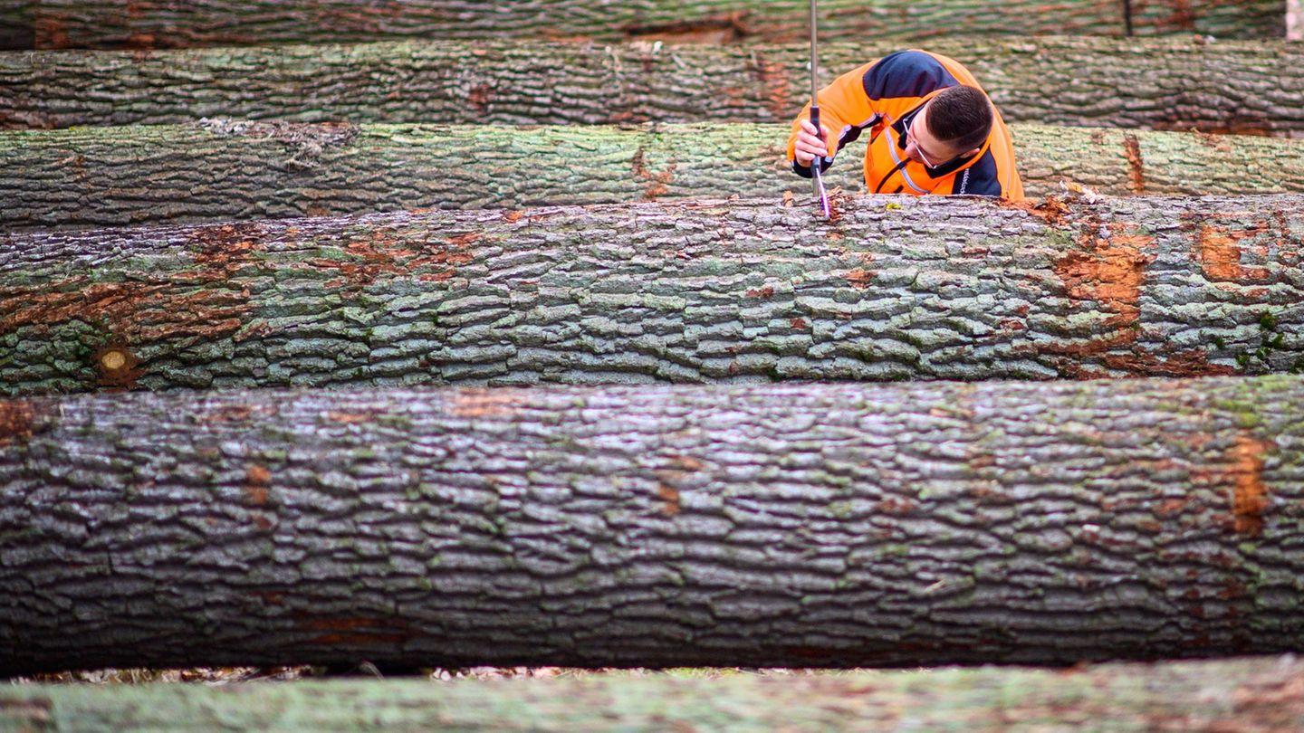Vor allem Eichenholz wurde im Haus des Waldes auf Schloss Hundisburg versteigert. (Symbolbild) Foto: Klaus-Dietmar Gabbert/dpa
