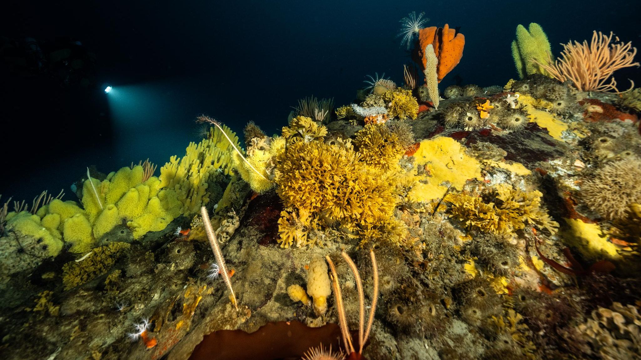 Ein Seetierwald in der Antarktis