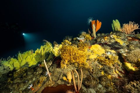 Ein Seetierwald in der Antarktis