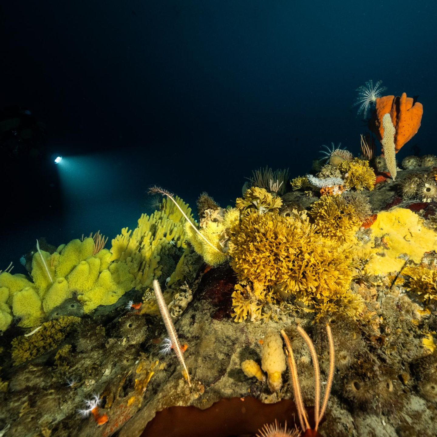 Ein Seetierwald in der Antarktis