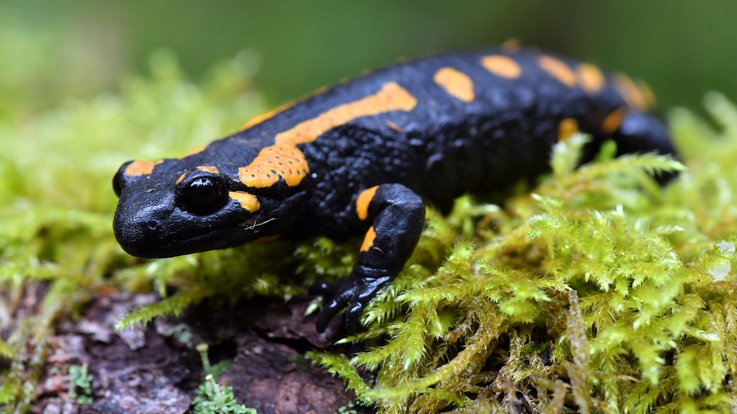 Gemäß Bundesartenschutzverordnung und Bundesnaturschutzgesetz gilt der Feuersalamander in Deutschland als "Besonders geschützt".