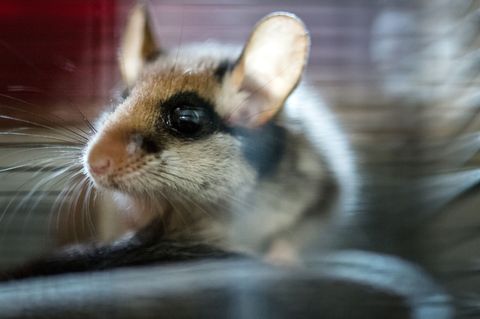 2023 wurde der Gartenschläfer von den Spenderinnen und Spendern der Deutschen Wildtierstiftung zum Tier des Jahres gewählt. (Arc