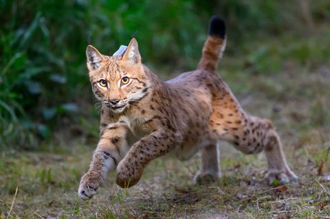In Sachsen ist der erste ausgewilderte Luchs wieder aufgetaucht. Von ihm hatte es gut anderthalb Jahre keine Sichtung gegeben (A