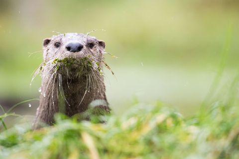 Gute Nachrichten für Bayerns Fischotter - bis auf Weiteres ist die gesetzliche Grundlage zur Tötung der streng geschützten Tiere