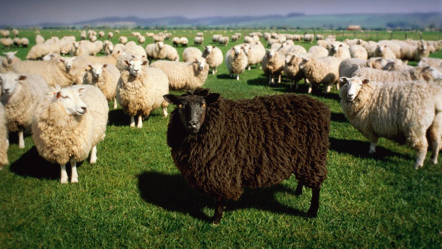 Thema Außenseiter: Ein schwarzes Schaf unter vielen weißen Schafen