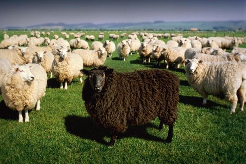 Thema Außenseiter: Ein schwarzes Schaf unter vielen weißen Schafen