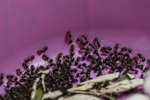 Die bei der Anhörung in Nairobi gezeigten Ameisen