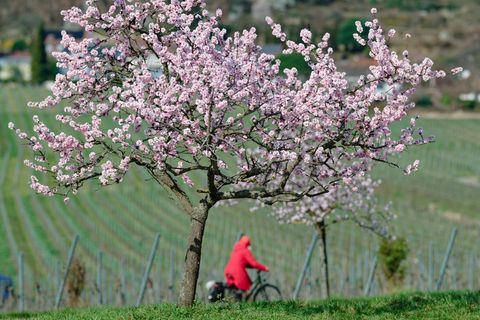 Endlich blüht es - in Rheinland-Pfalz an vielen besonderen Orten. (Symbolbild) Foto: Uwe Anspach/dpa