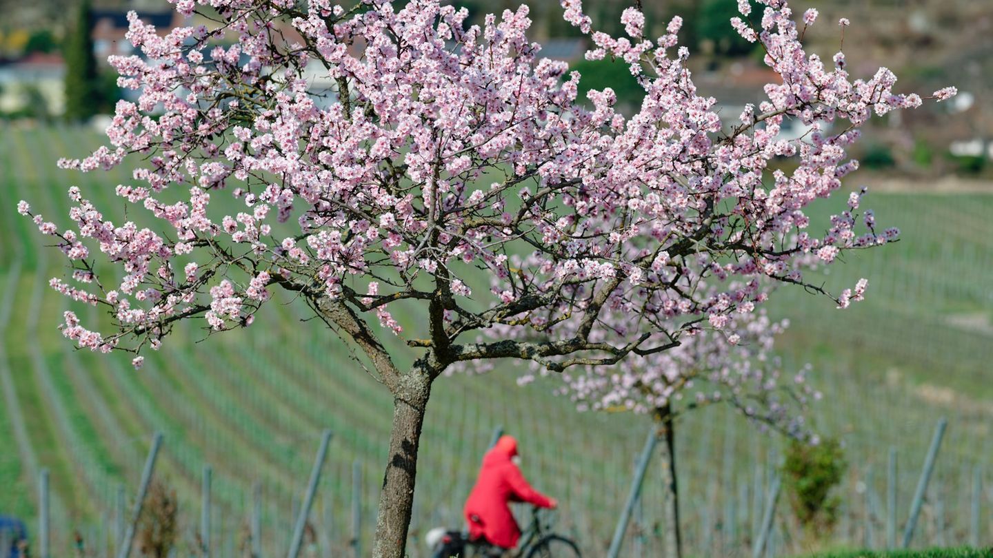 Endlich blüht es - in Rheinland-Pfalz an vielen besonderen Orten. (Symbolbild) Foto: Uwe Anspach/dpa
