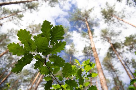 Die Eiche ist eine heimische Baumart und gilt als trockenheitstolerant und langlebig. (Archivbild) Foto: Soeren Stache/dpa