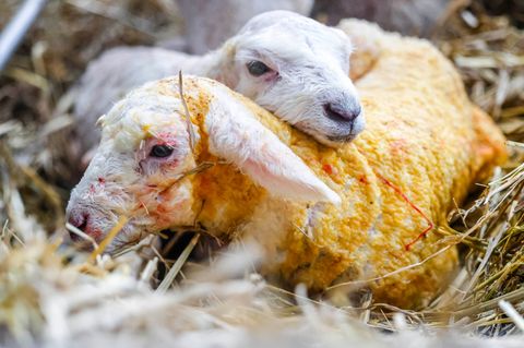 In Schleswig-Holstein hat mit der Lammzeit die wichtigste Zeit des Jahres für Schäferinnen und Schäfer begonnen. Foto: Frank Mol