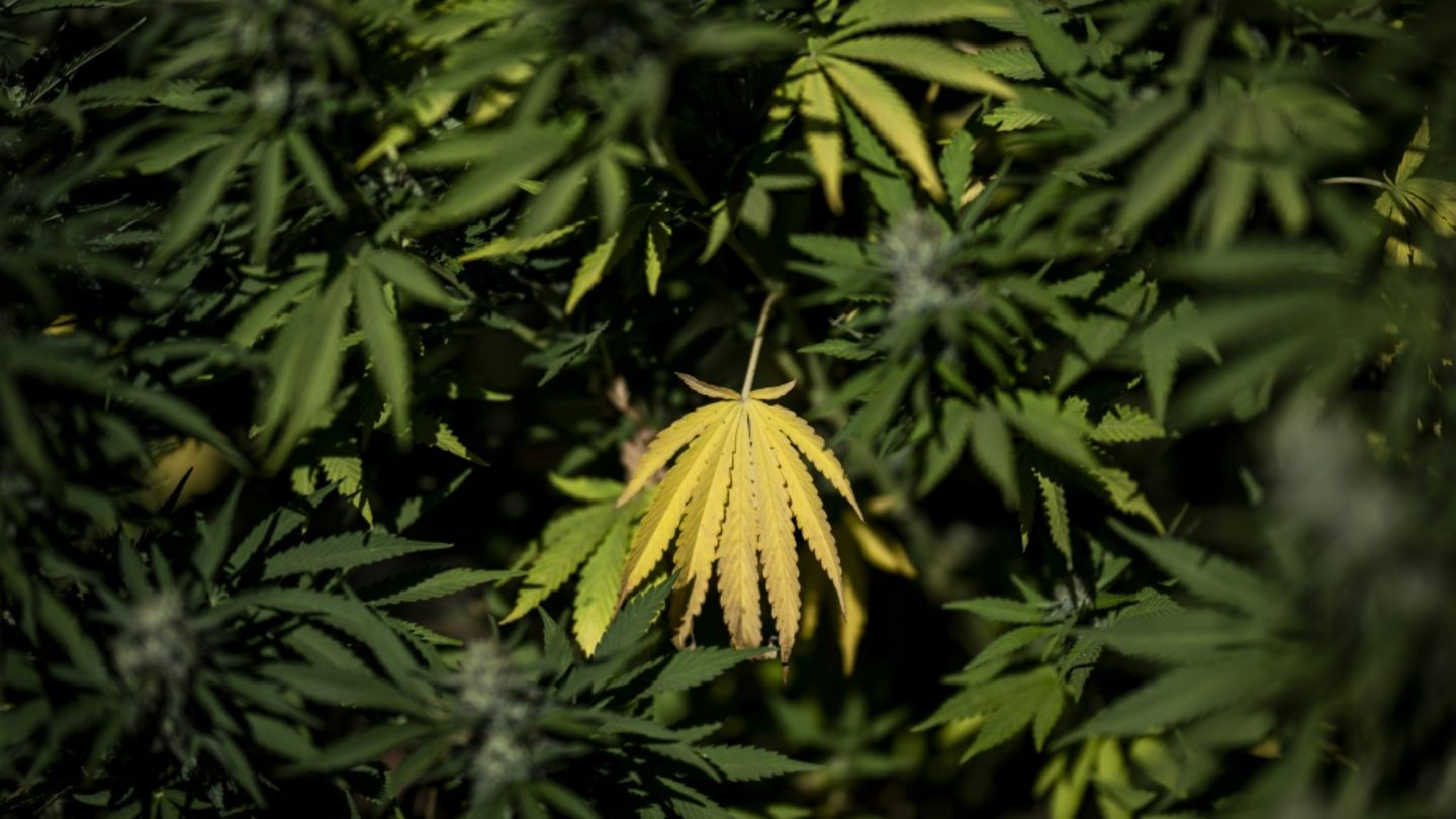 Cannabispflanzen