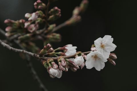 Kirschblüten und -knospen