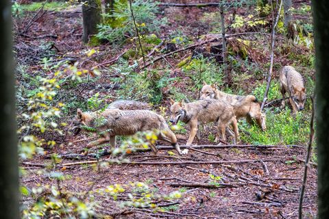Der leichtere Abschuss von Wölfen in Bayern war vor allem Jagdminister Hubert Aiwanger ein großes Anliegen. (Symbolfoto) Foto: A