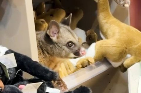 Zwischen kuscheligen Kängurus blickte plötzlich ein tierischer Gast einem Kunden entgegen. Foto: Melissa Oddie/Melissa Oddie/AP/