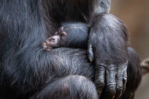 Ein Schimpansenbaby wie dieses wurde auch im Tierpark Hellabrunn geboren. (Symbolbild) Foto: Friso Gentsch/dpa