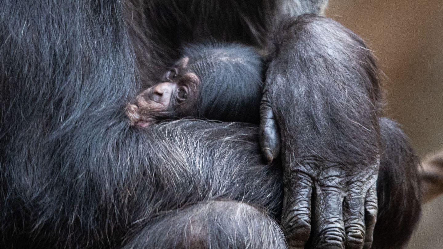 Ein Schimpansenbaby wie dieses wurde auch im Tierpark Hellabrunn geboren. (Symbolbild) Foto: Friso Gentsch/dpa