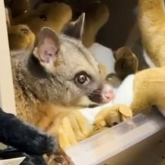 Zwischen kuscheligen Kängurus blickte plötzlich ein echtes Possum einem Kunden entgegen