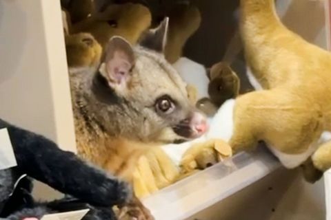 Zwischen kuscheligen Kängurus blickte plötzlich ein echtes Possum einem Kunden entgegen