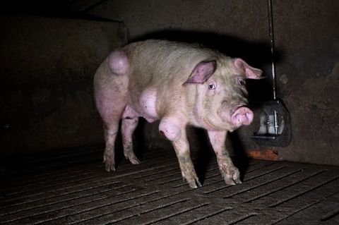 Die spanische Nichtregierungsorganisation Arge hat grausige Fotos aus einem Schweinemastbetrieb in der Provinz Teruel veröffentl