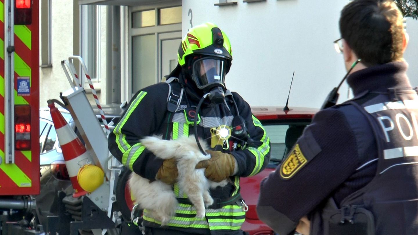 Der Feuerwehrmann hat die Katze fest im Griff Foto: Priebe/pr-video/dpa