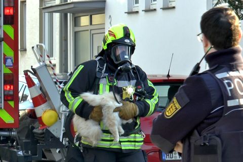 Der Feuerwehrmann hat die Katze fest im Griff Foto: Priebe/pr-video/dpa