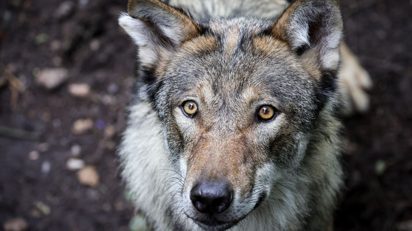 Naturschützer sind entsetzt, Jäger sehen die voraussichtliche Aufnahme des Wolfs ins Jagdgesetz als einen richtigen Schritt. (Sy