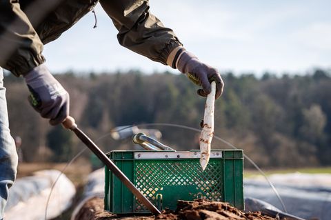 Die ersten bayerischen Spargelhöfe haben mit der Ernte begonnen. Foto: Daniel Karmann/dpa