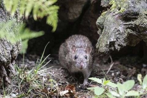 Eine Wanderratte, wie man sie auch auf Föhr findet
