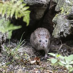 Eine Wanderratte, wie man sie auch auf Föhr findet