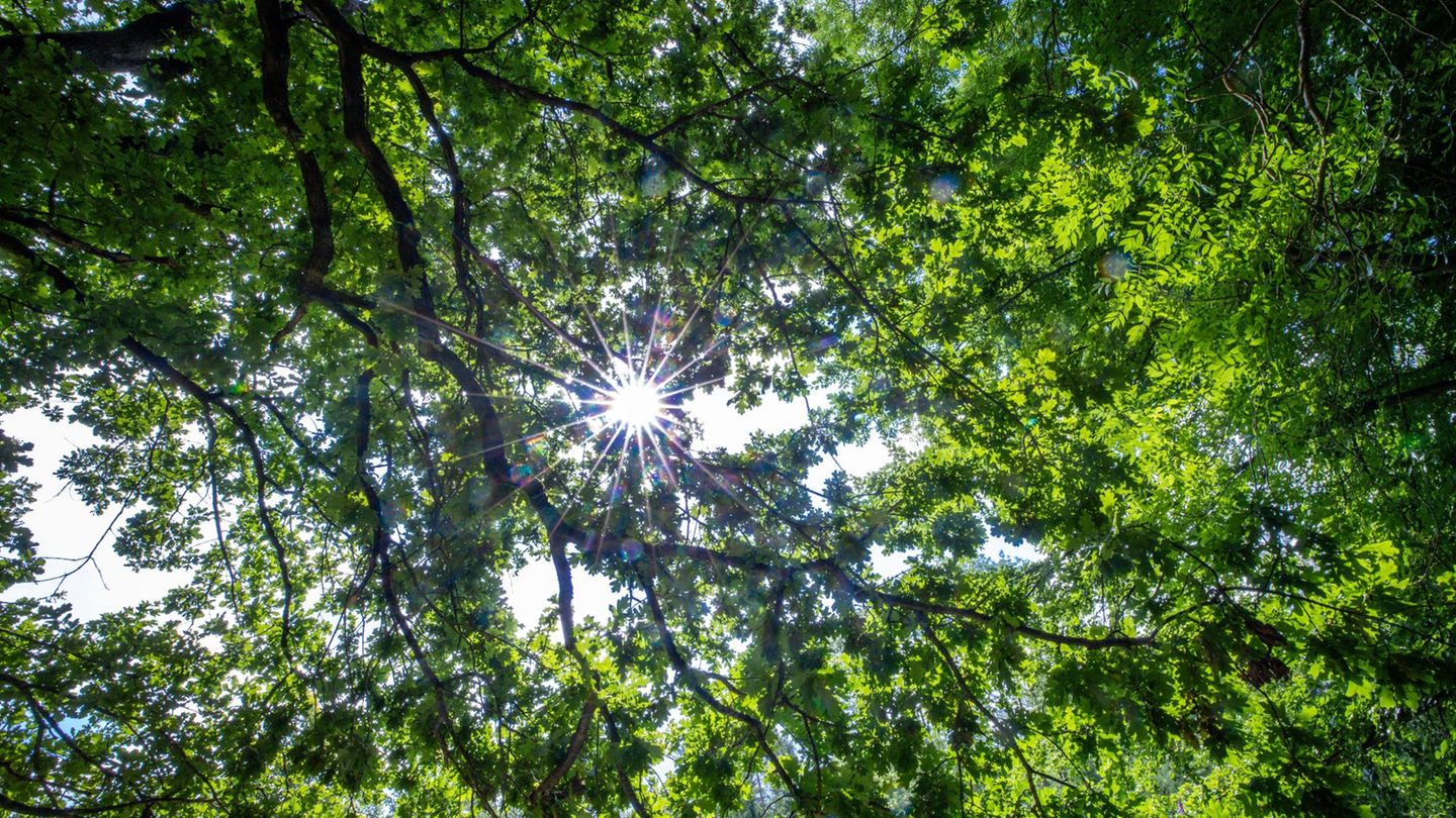 Das Naturschutzgebiet Heimfelder in Hamburg bietet Lebensraum für zahlreiche seltene und bedrohte Tierarten. (Symbolbild) Foto: