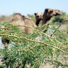 Ein dorniger Mesquite-Ast, dahinter ein Kamel, in Äthiopien