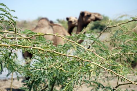 Ein dorniger Mesquite-Ast, dahinter ein Kamel