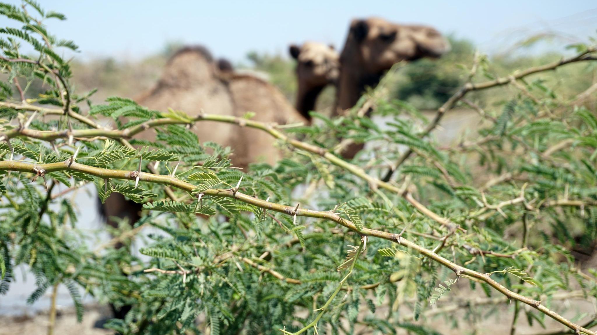 Ein dorniger Mesquite-Ast, dahinter ein Kamel