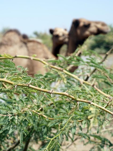 Ein dorniger Mesquite-Ast, dahinter ein Kamel, in Äthiopien