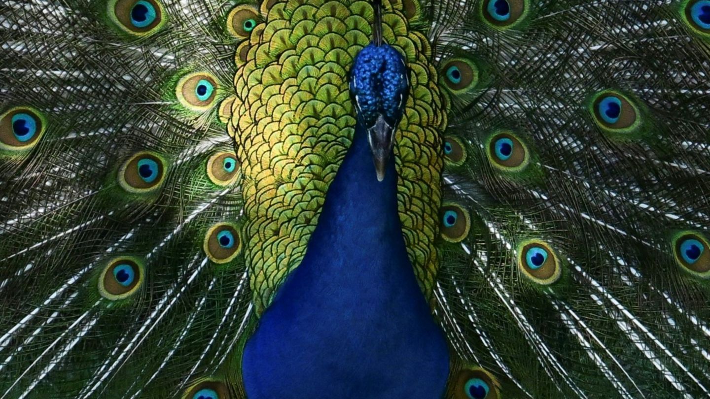 Pfau