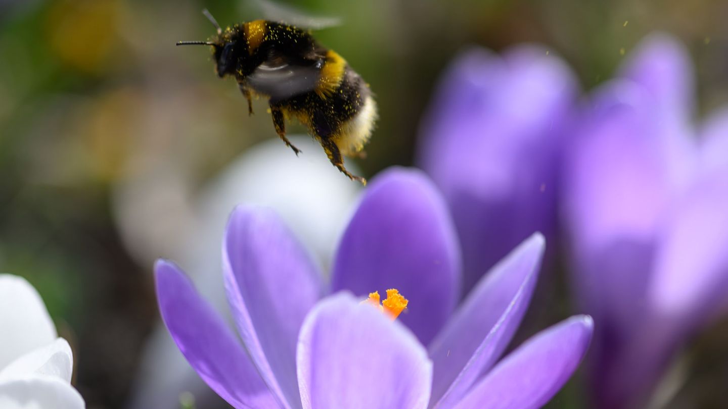 Bei der Hummel-Challenge kann jeder mitmachen (Foto Archiv). Foto: Hendrik Schmidt/dpa