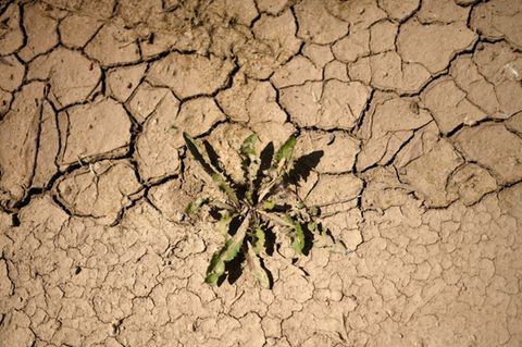 Pflanze in ausgetrockneter Erde