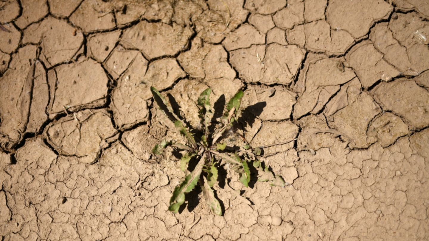 Pflanze in ausgetrockneter Erde