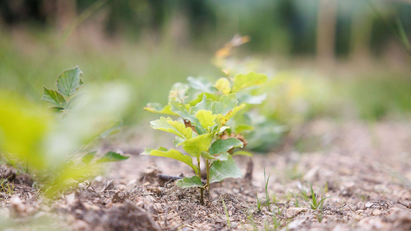 21 Hektar bepflanzt: Stralsund soll grüner werden (Archiv) Foto: Lando Hass/dpa