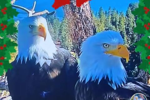 Die beiden Adler Jackie und Shadow im Nest