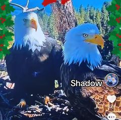 Die beiden Adler Jackie und Shadow im Nest