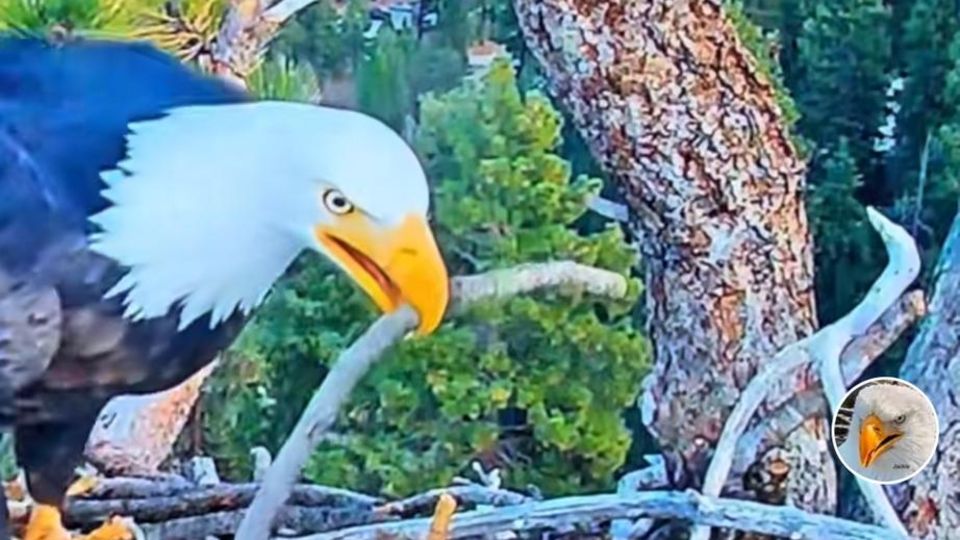 Adler Shadow trägt einen Ast ins Nest